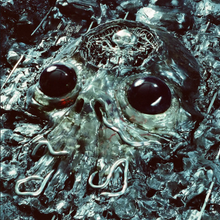 Load image into Gallery viewer, King Gizzard &amp; the Lizard Wizard - Alien Metal - Marble Black Vinyl LP Record

